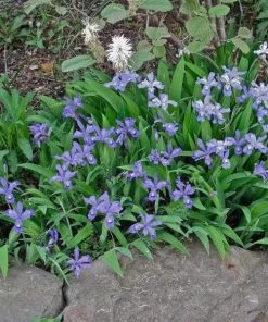 Garden Goods Direct Dwarf Crested Iris