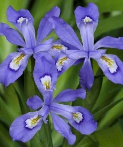 Garden Goods Direct Dwarf Crested Iris