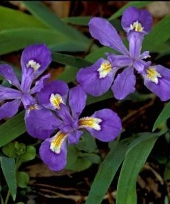 Garden Goods Direct Dwarf Crested Iris