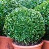 Garden Goods Direct Dwarf English Boxwood Shrubs