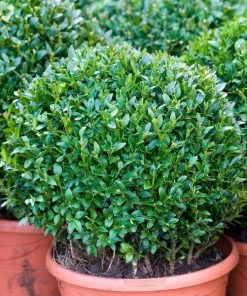 Garden Goods Direct Dwarf English Boxwood Shrubs