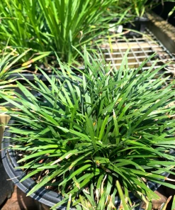 Garden Goods Direct Dwarf Mondo Grass Perennials