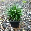 Garden Goods Direct Dwarf Mondo Grass Perennials