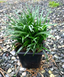Garden Goods Direct Dwarf Mondo Grass Perennials