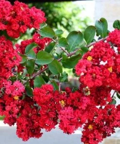 Garden Goods Direct Dynamite Crape Myrtle Trees 6 Garden Goods Direct Dynamite Crape Myrtle Trees