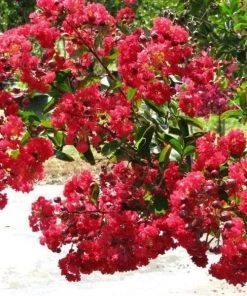 Garden Goods Direct Dynamite Crape Myrtle Trees