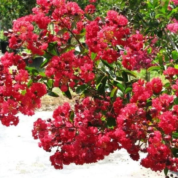 Garden Goods Direct Dynamite Crape Myrtle Trees 2 Garden Goods Direct Dynamite Crape Myrtle Trees