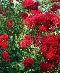 Garden Goods Direct Dynamite Crape Myrtle Trees 7 Garden Goods Direct Dynamite Crape Myrtle Trees