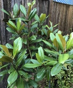 Garden Goods Direct Edith Bogue Magnolia Trees