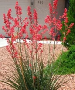 Garden Goods Direct Red Yucca Shrubs