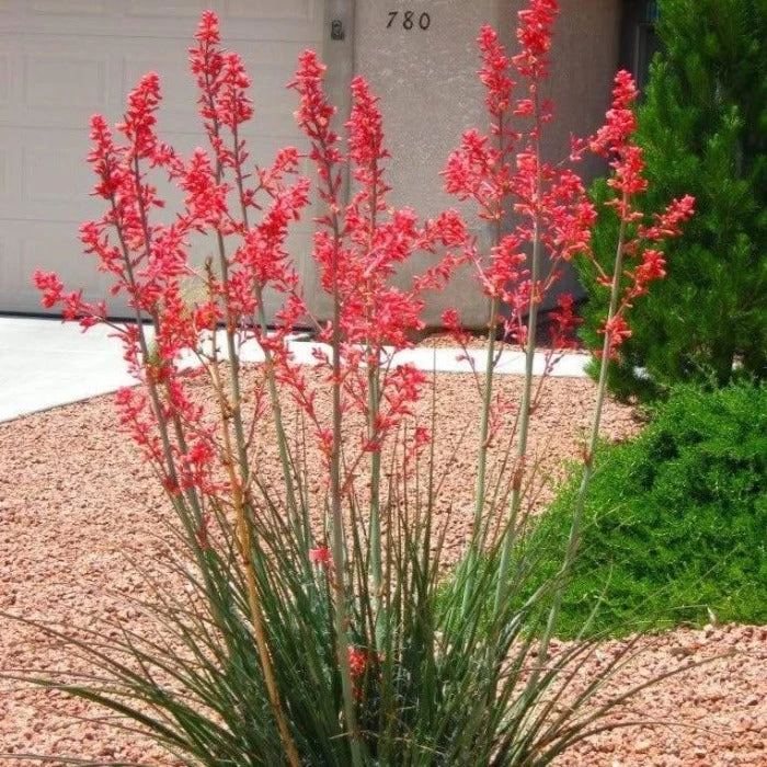 Garden Goods Direct Red Yucca Shrubs 1 Garden Goods Direct Red Yucca Shrubs
