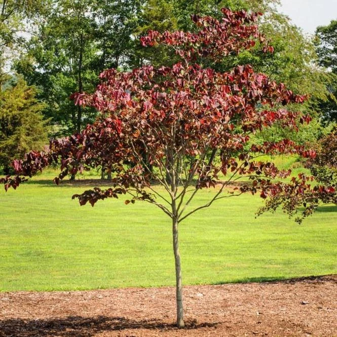 Garden Goods Direct Redbud Tree Trees 4 Garden Goods Direct Redbud Tree Trees