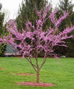 Garden Goods Direct Redbud Tree Trees 6 Garden Goods Direct Redbud Tree Trees