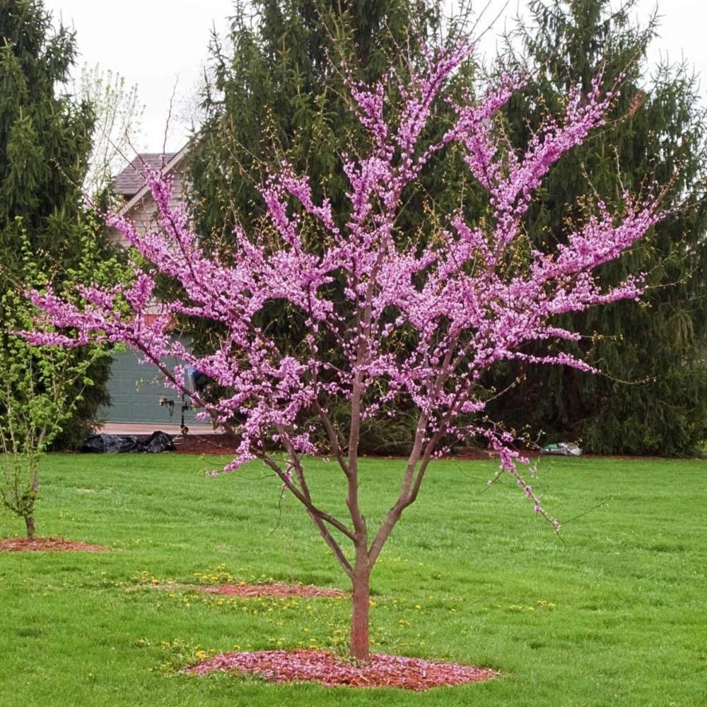 Garden Goods Direct Redbud Tree Trees 3 Garden Goods Direct Redbud Tree Trees