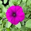Garden Goods Direct Annuals Violet Petunia