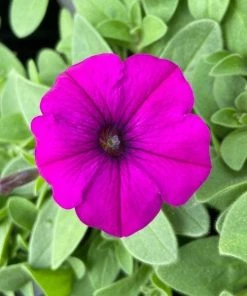 Garden Goods Direct Annuals Violet Petunia