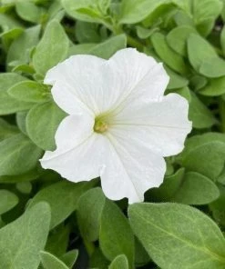 Garden Goods Direct White Petunia Plants Annuals