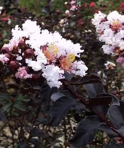 Garden Goods Direct Trees Ebony Glow Crape Myrtle