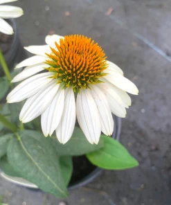 Garden Goods Direct Echinacea Pow Wow White