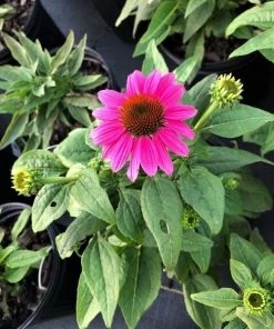 Garden Goods Direct Perennials Echinacea Pow Wow Wild Berry 7 Garden Goods Direct Perennials Echinacea Pow Wow Wild Berry