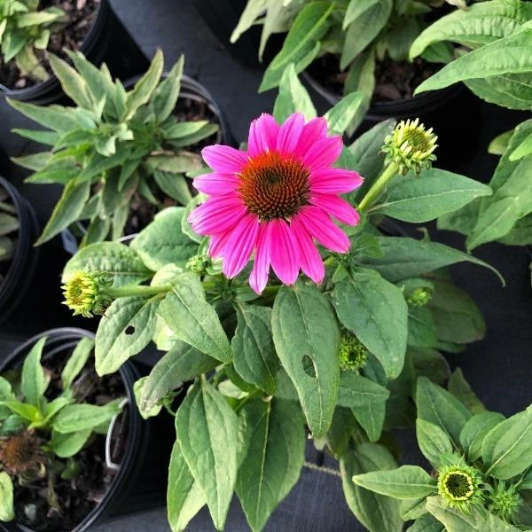 Garden Goods Direct Perennials Echinacea Pow Wow Wild Berry 4 Garden Goods Direct Perennials Echinacea Pow Wow Wild Berry