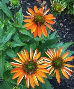 Garden Goods Direct Echinacea Sombrero Adobe Orange 7 Garden Goods Direct Echinacea Sombrero Adobe Orange