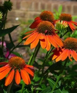 Garden Goods Direct Echinacea Sombrero Adobe Orange 6 Garden Goods Direct Echinacea Sombrero Adobe Orange