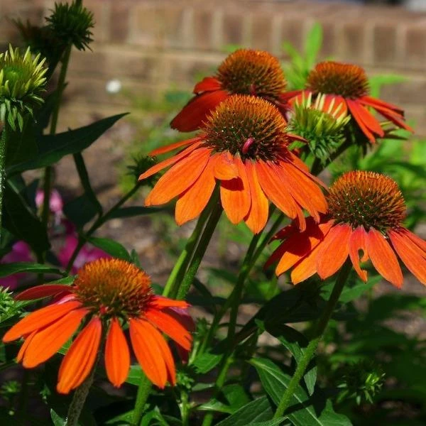 Garden Goods Direct Echinacea Sombrero Adobe Orange 3 Garden Goods Direct Echinacea Sombrero Adobe Orange