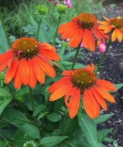 Garden Goods Direct Echinacea Sombrero Adobe Orange