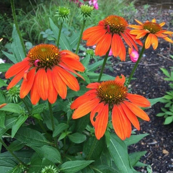 Garden Goods Direct Echinacea Sombrero Adobe Orange 2 Garden Goods Direct Echinacea Sombrero Adobe Orange