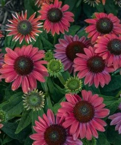 Garden Goods Direct Perennials Echinacea Lakota Fire