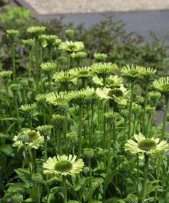 Garden Goods Direct Echinacea Green Jewel Perennials