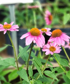 Garden Goods Direct Perennials Echinacea Pow Wow Wild Berry 6 Garden Goods Direct Perennials Echinacea Pow Wow Wild Berry