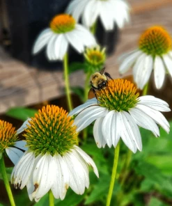 Garden Goods Direct Echinacea Pow Wow White