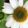 Garden Goods Direct Echinacea Pow Wow White