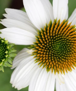 Garden Goods Direct Echinacea Pow Wow White