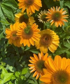 Garden Goods Direct Echinacea Sombrero Granada Gold Perennials