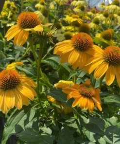 Garden Goods Direct Echinacea Sombrero Granada Gold Perennials
