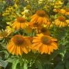 Garden Goods Direct Echinacea Sombrero Granada Gold Perennials