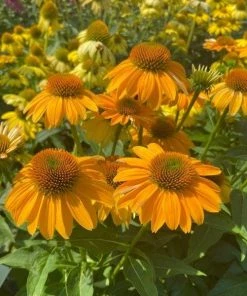 Garden Goods Direct Echinacea Sombrero Granada Gold Perennials