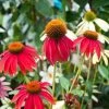 Garden Goods Direct Echinacea 'Cheyenne Spirit' Perennials