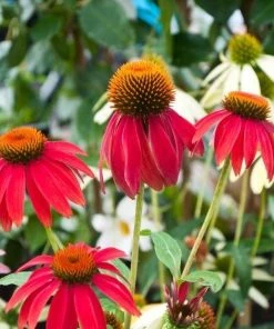 Garden Goods Direct Echinacea 'Cheyenne Spirit' Perennials