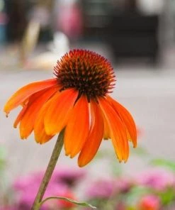 Garden Goods Direct Echinacea 'Cheyenne Spirit' Perennials