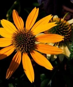 Garden Goods Direct Echinacea 'Cheyenne Spirit' Perennials