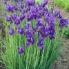 Garden Goods Direct Iris Caesar's Brother