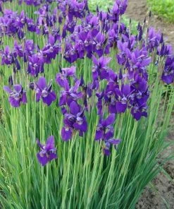 Garden Goods Direct Iris Caesar's Brother