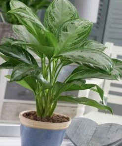 Garden Goods Direct Aglaonema Silver Bay House Plants