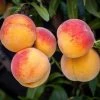 Garden Goods Direct Elberta Peach Tree Trees