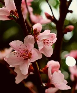 Garden Goods Direct Elberta Peach Tree Trees