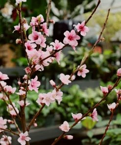Garden Goods Direct Elberta Peach Tree Trees